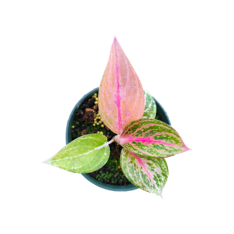 Aglaonema Pink Legacy