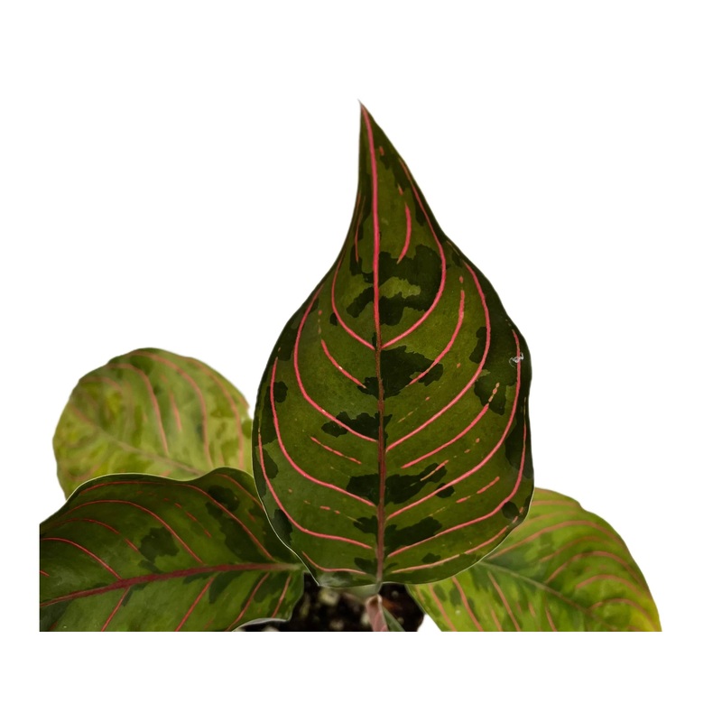 Aglaonema rotundum x Aglaonema tricolor