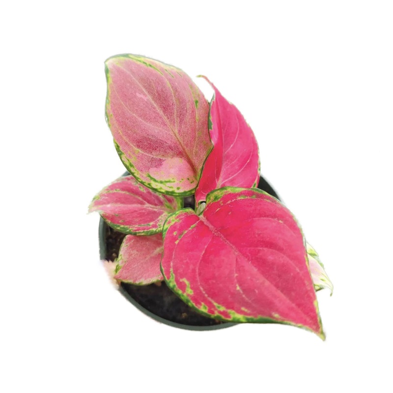 Aglaonema ‘Ruby’