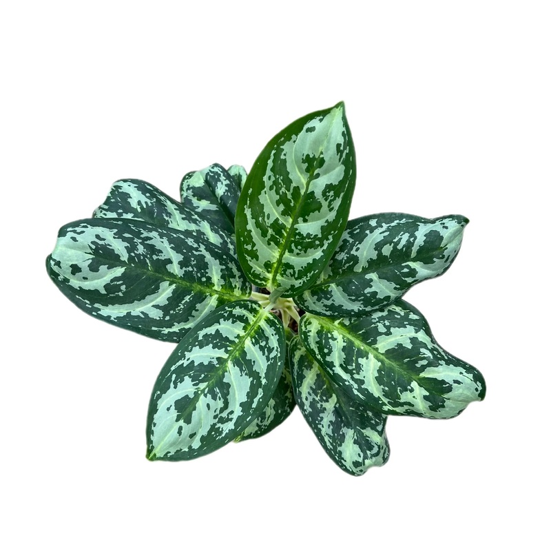 Aglaonema spp