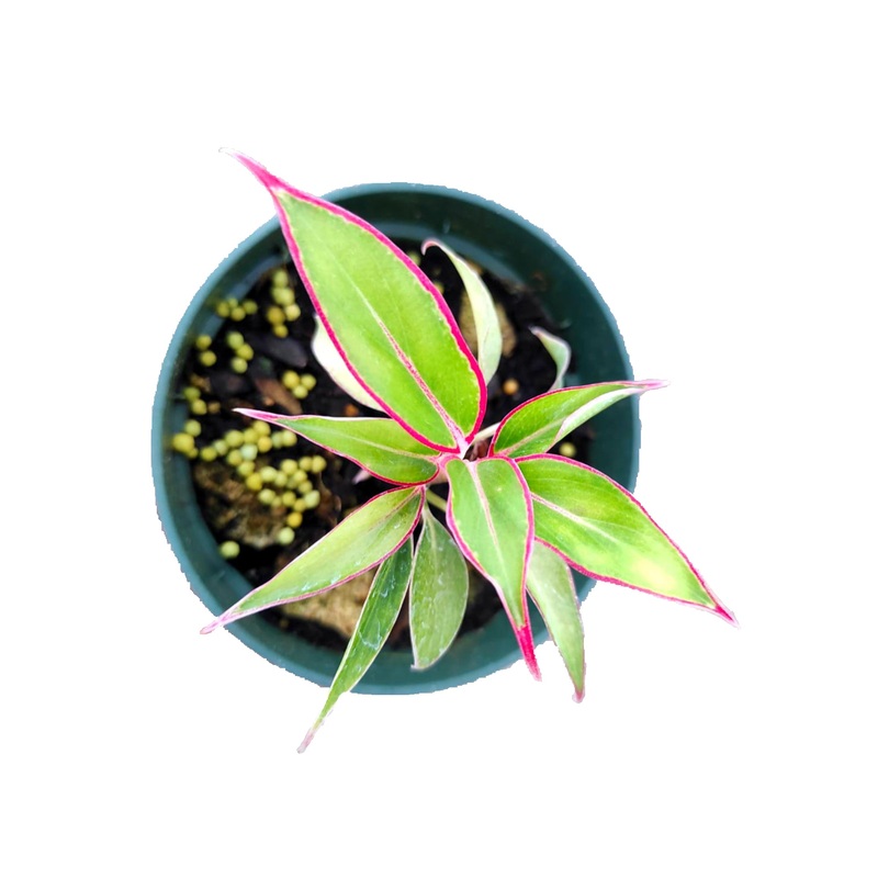 Aglaonema Wan Nian Hong