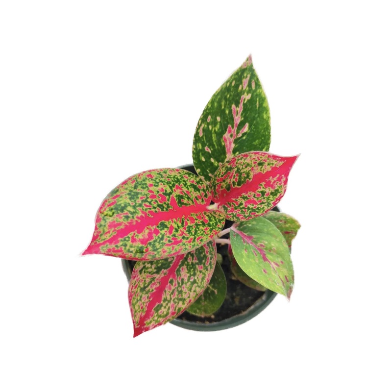 Aglaonema Yanhuo