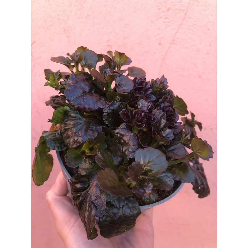 Ajuga reptans Black Scallop|12cm