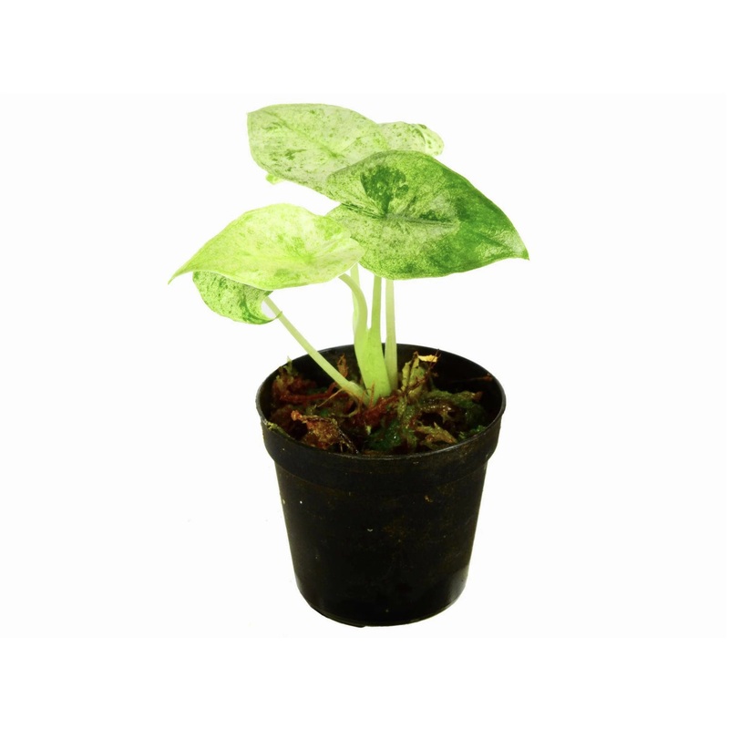 Alocasia odora variegada ‘Batik’