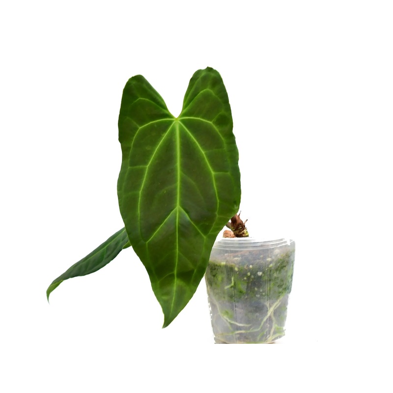 Anthurium Andean Magic