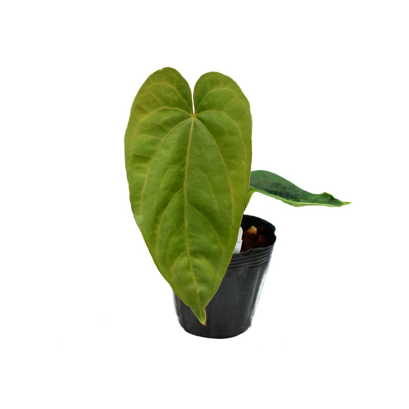 Anthurium Chameleon