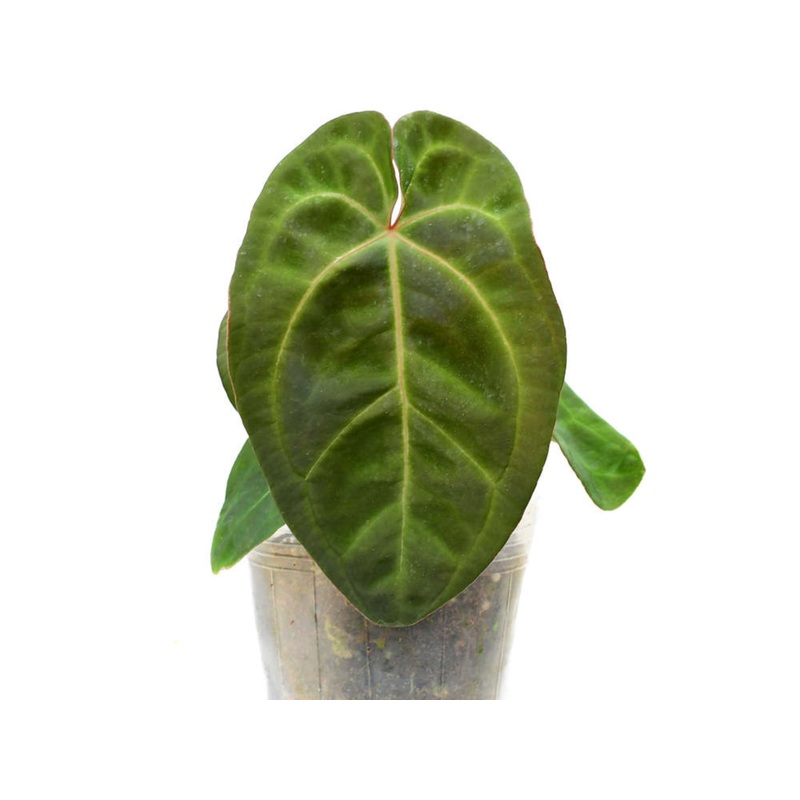 Anthurium Ecuagenera Green Soul ‘Fantasy’ Inverse crossing