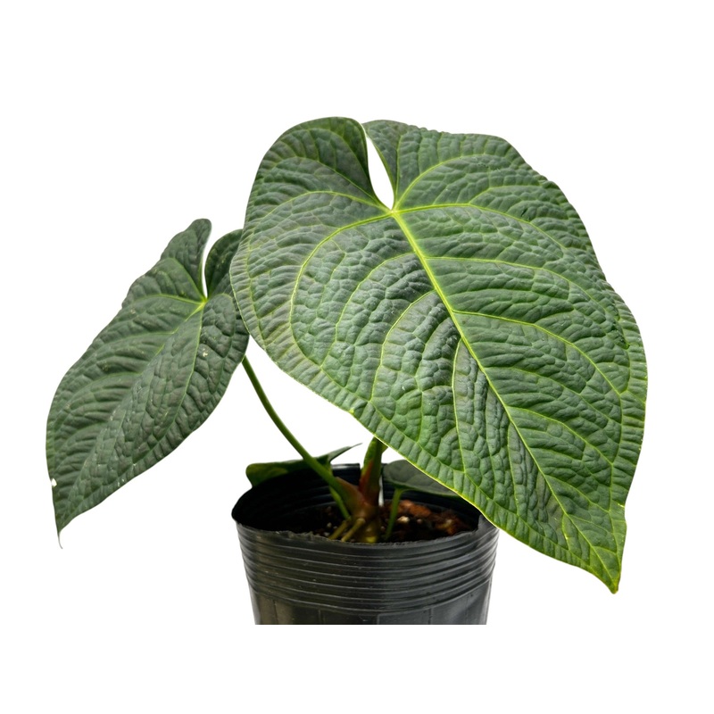 Anthurium Ecuagenera’s King