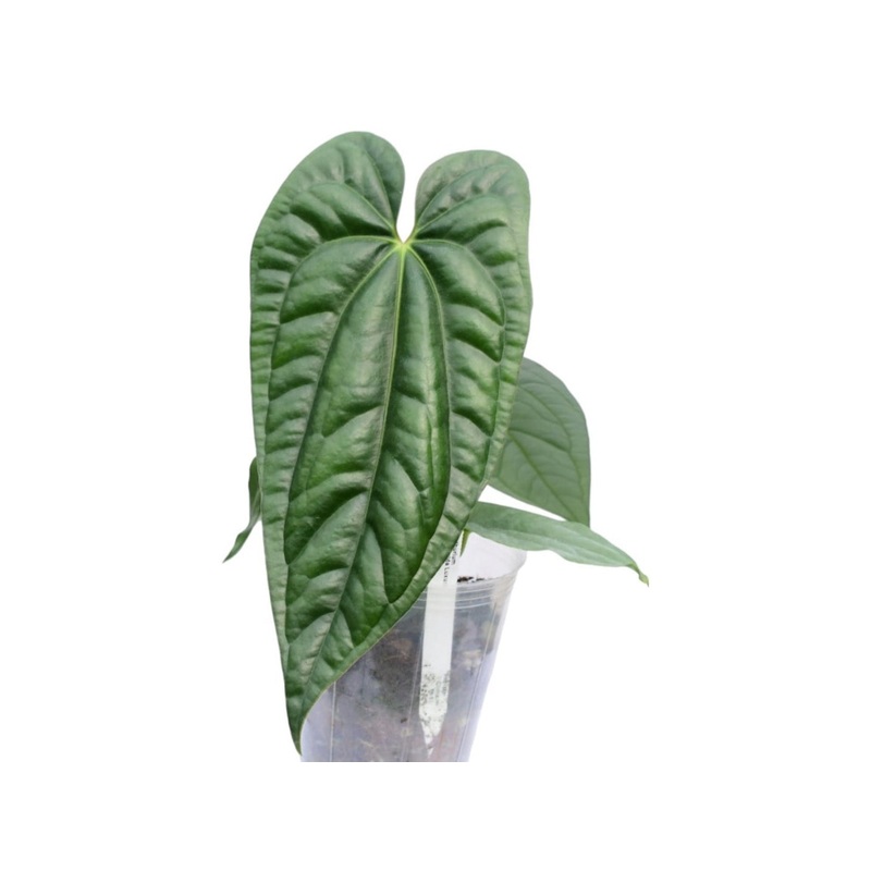 Anthurium Esmeralda Luxury