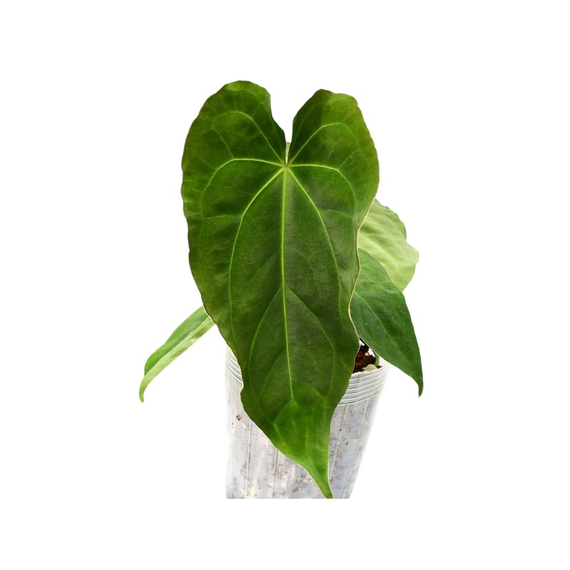 Anthurium Lightning