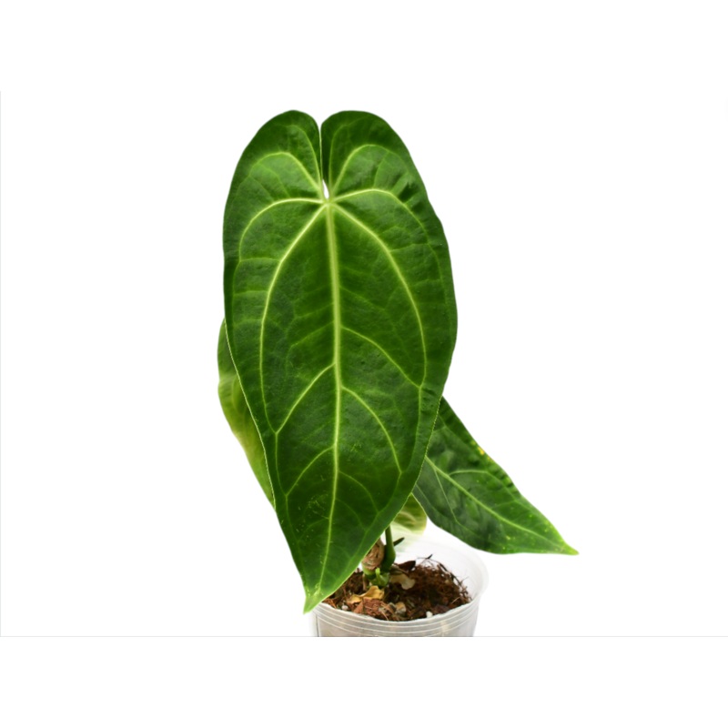 Anthurium Magnificent Paradise
