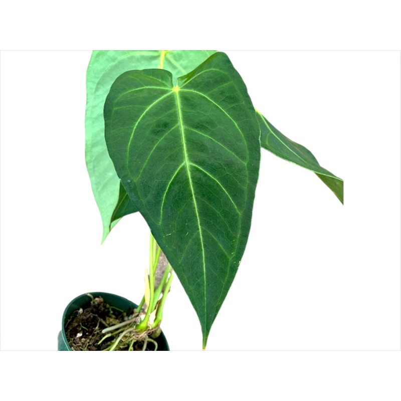 Anthurium magnificum x Anthurium waterburyanum
