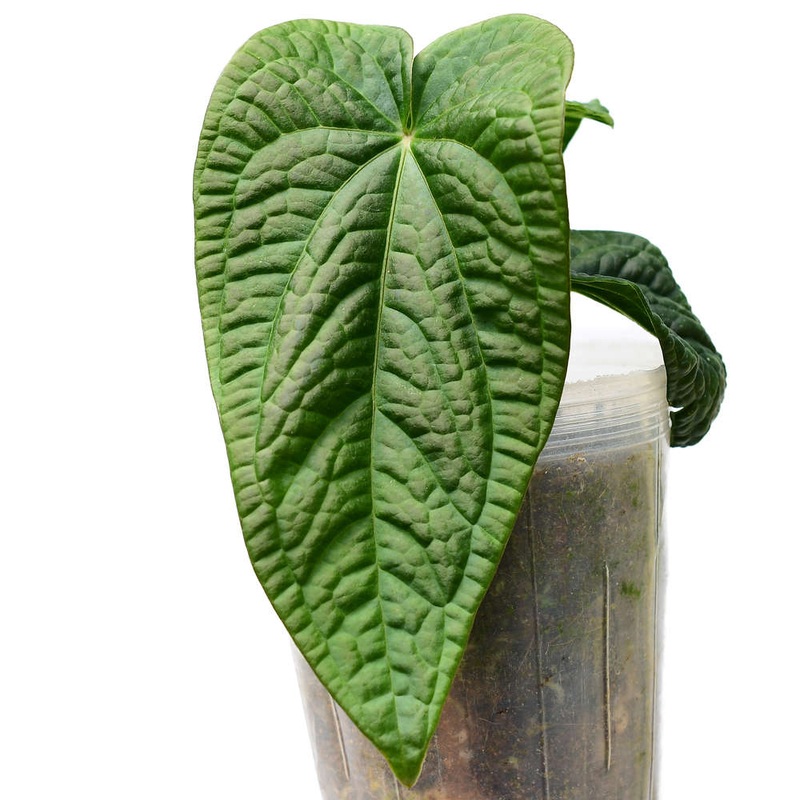 Anthurium Splendid Dress