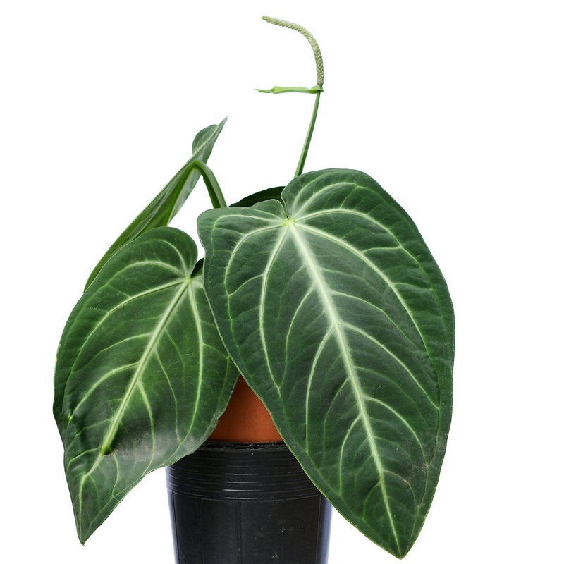 Anthurium villenaorum (L)