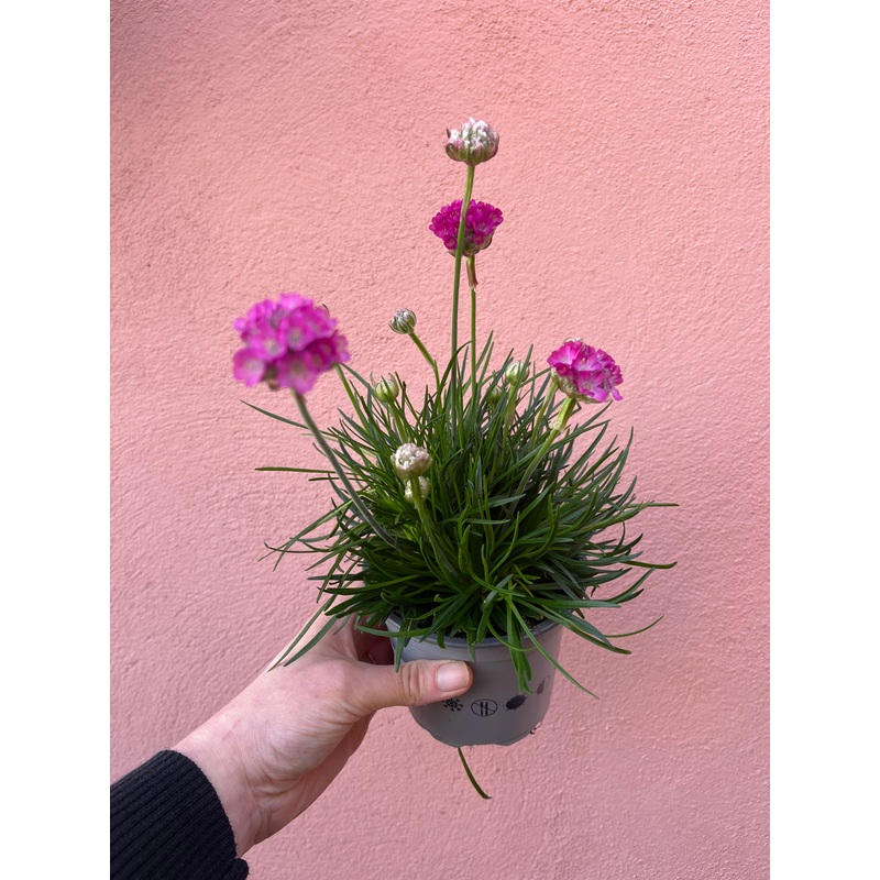 Armeria maritima Rosea|10.5