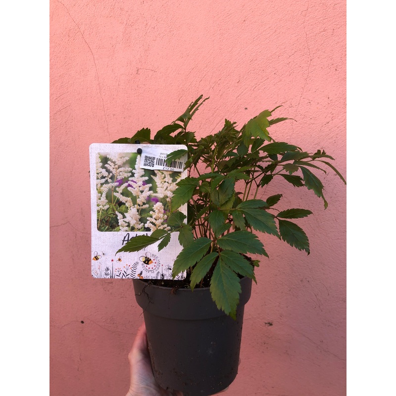 Astilbe|15 x 30 cm|15 x 50 cm