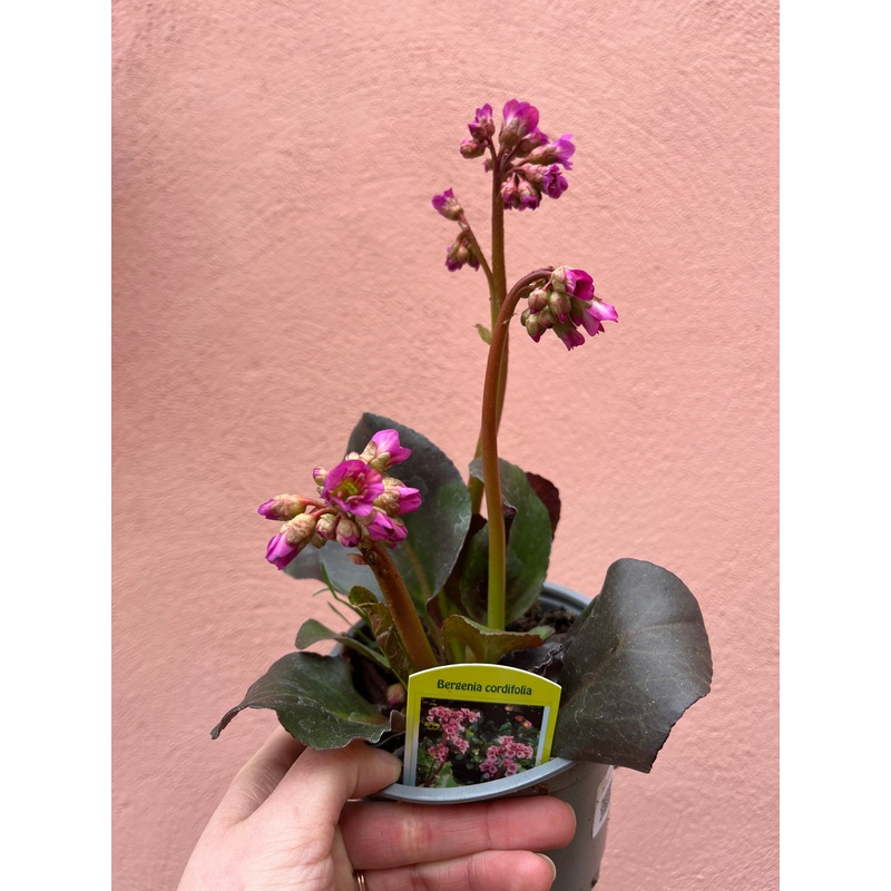 Bergenia Rotblum – Elephant Ears