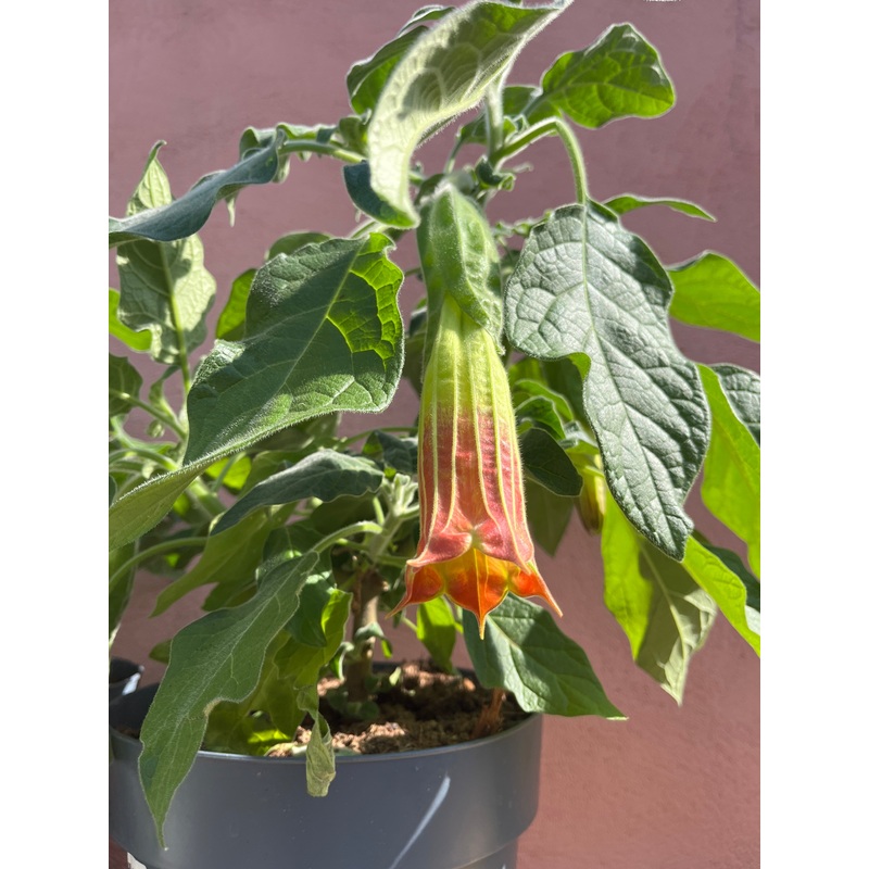 Brugmansia sanguinea – Red Angel’s Trumpet.