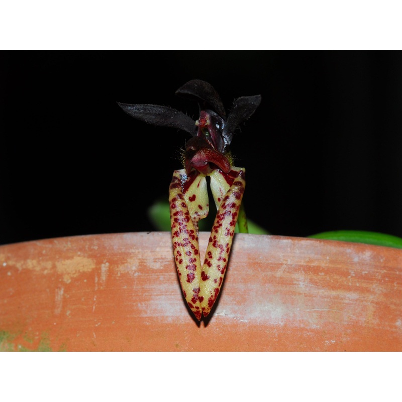 Bulbophyllum lasiochilum dark
