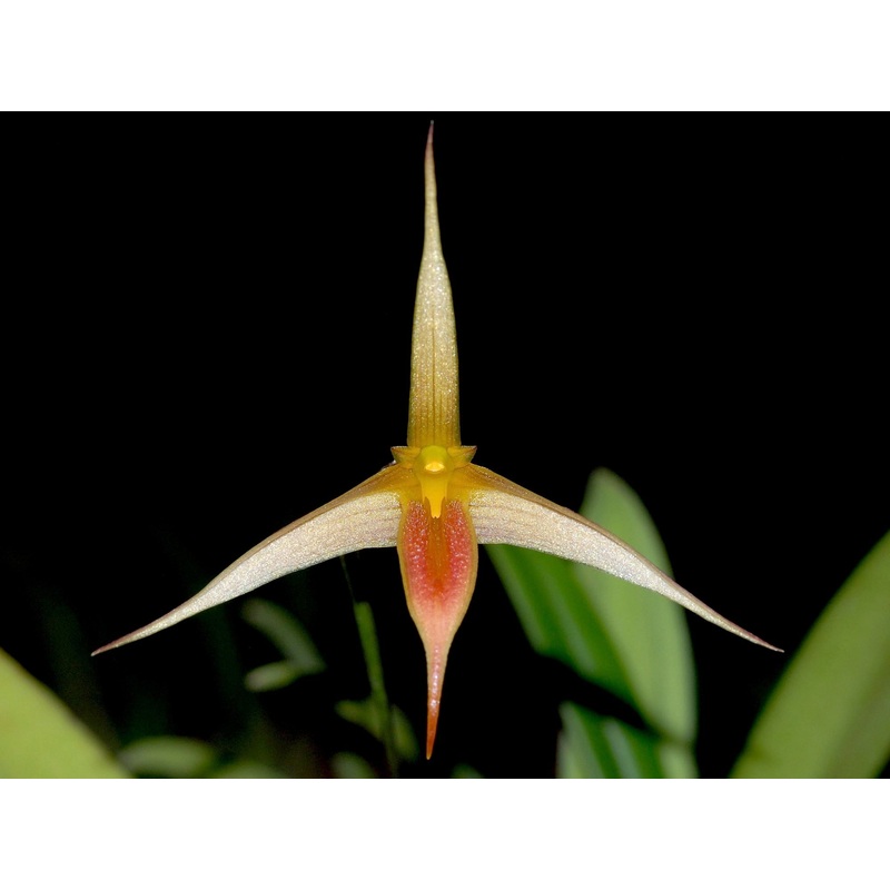Bulbophyllum macrochilum