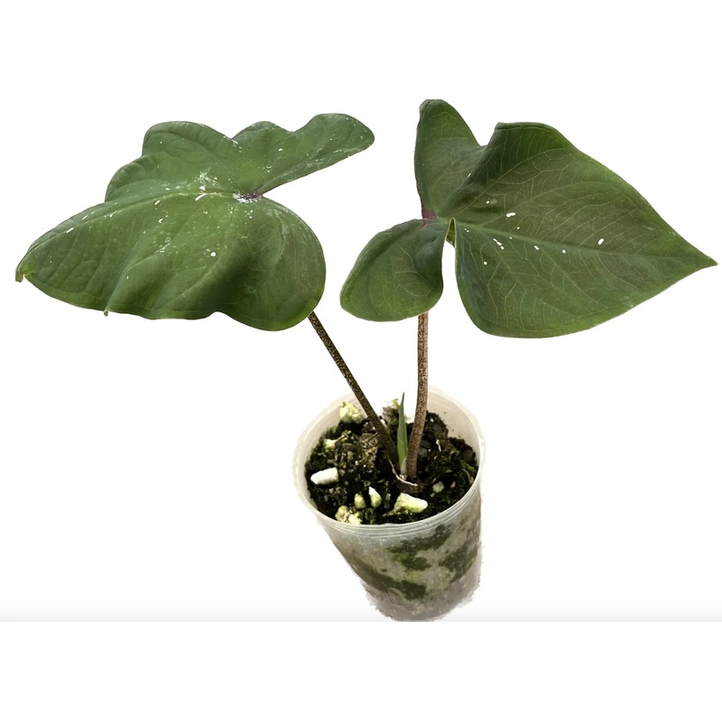 Caladium sp ‘Tundayme’