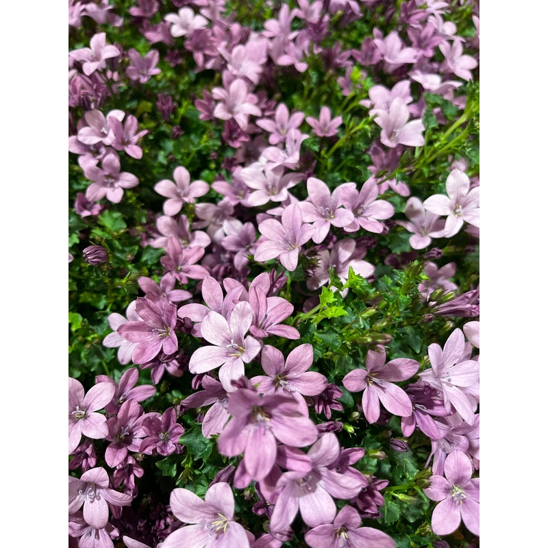 campanula portenschlagiana pink