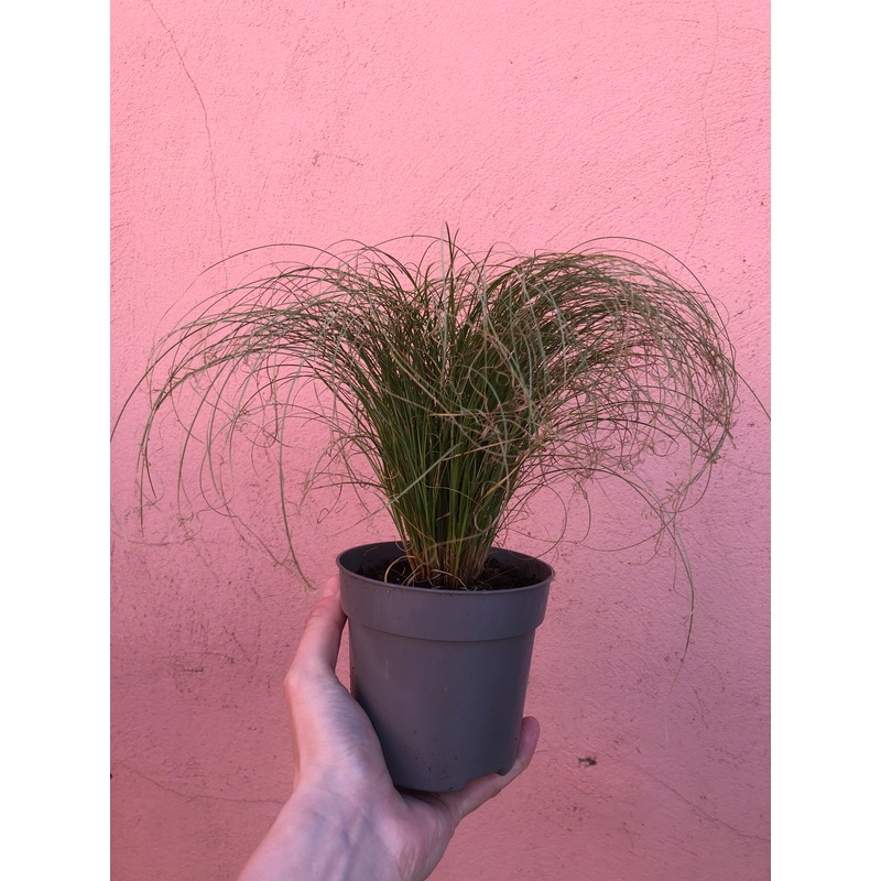 Carex ‘Amazon Mist’|10cm