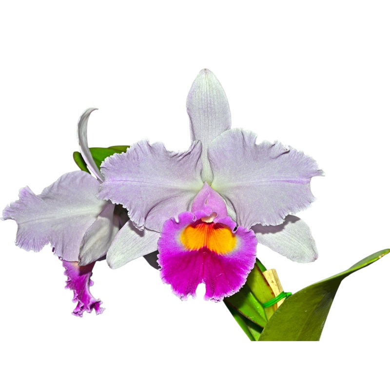 Cattleya Amanecer