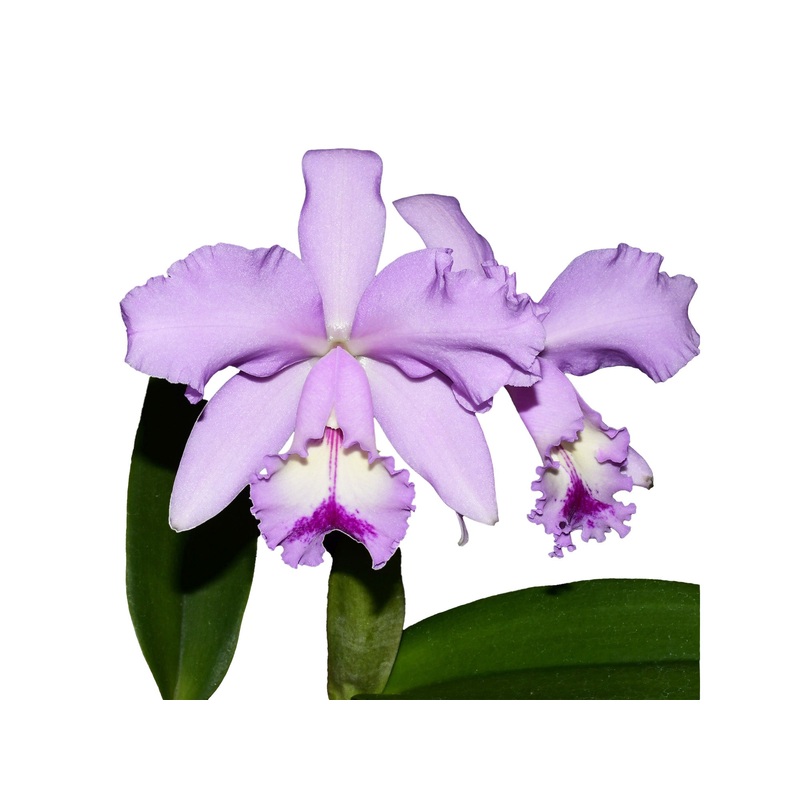 Cattleya Kiss Me