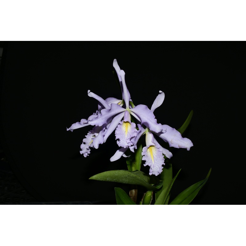 Cattleya maxima f. coerulea ‘Gigi’ x ‘Angelo’ X ‘Scott’