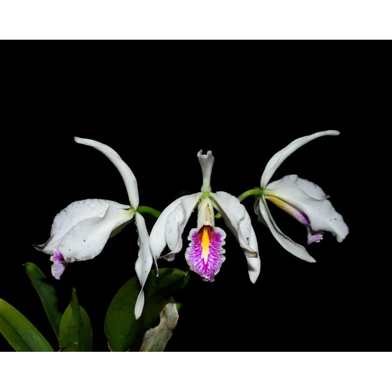 Cattleya maxima f. semialba x ‘Gigi’