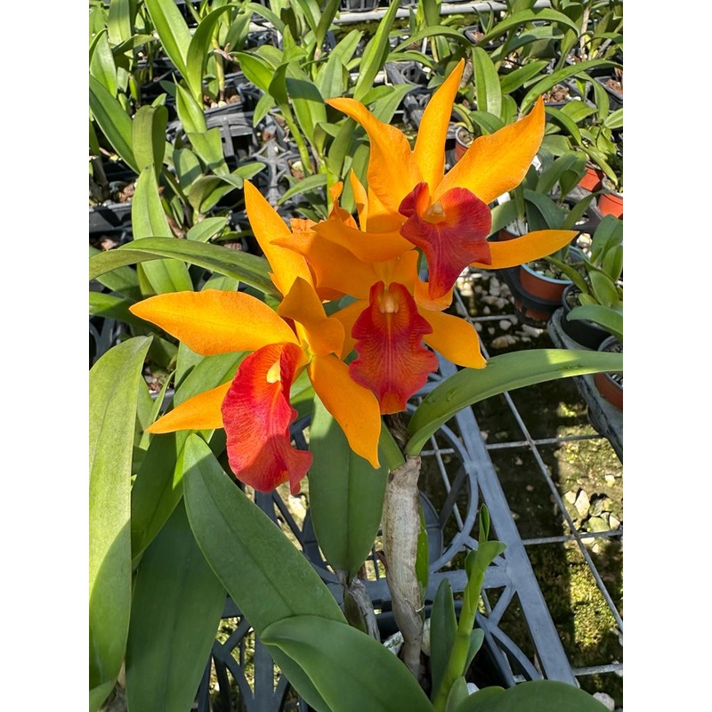 Cattlianthe Rubencito