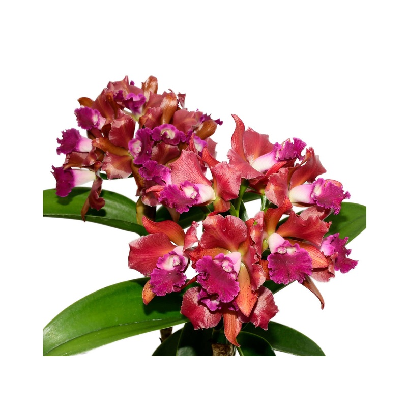 Cattlianthe Vito Muoz