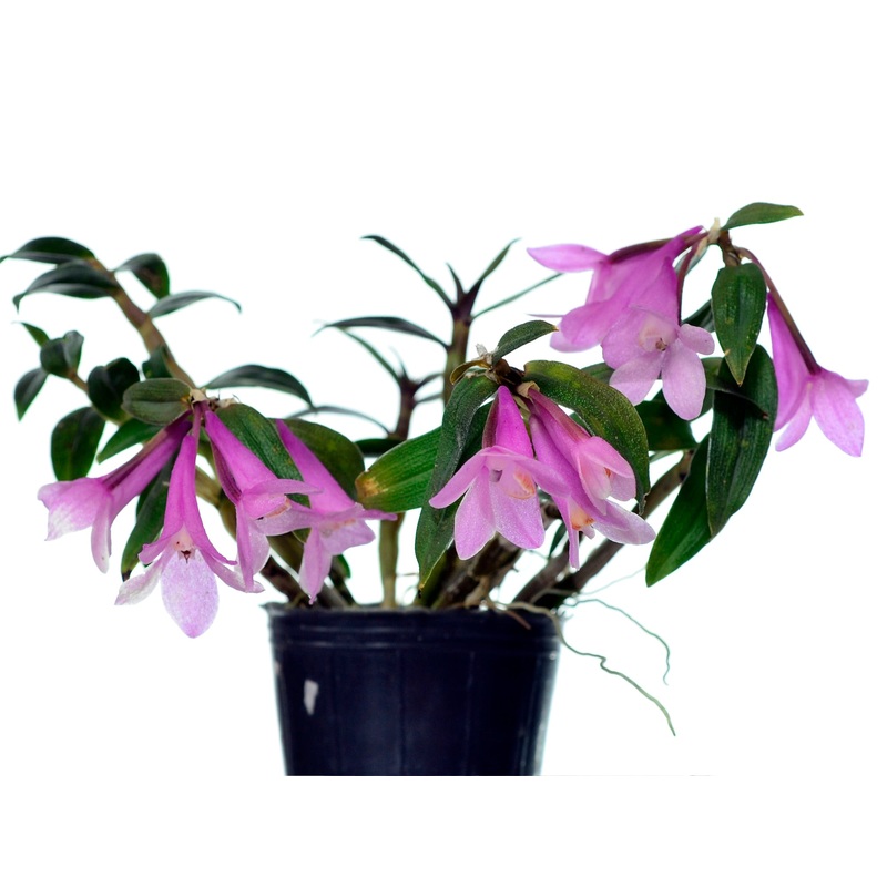 Dendrobium Gaetan Minet