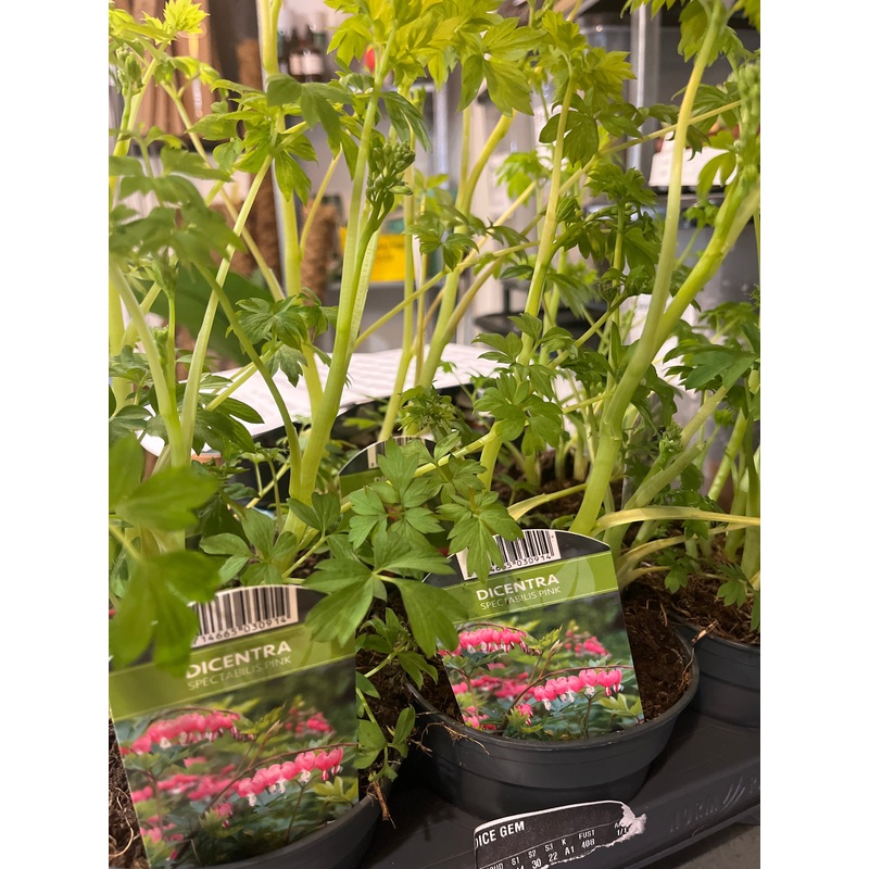 Dicentra Mix- Bleeding heart|13cm