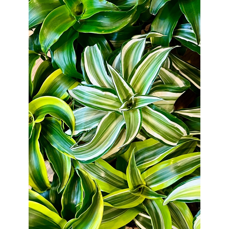 Dracaena Kopstek Mix|W 12cm X H25cm