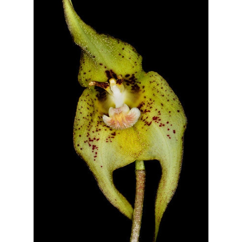 Dracula andreettae f. xanthina