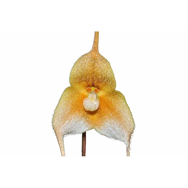 Dracula hirsuta f. xanthina