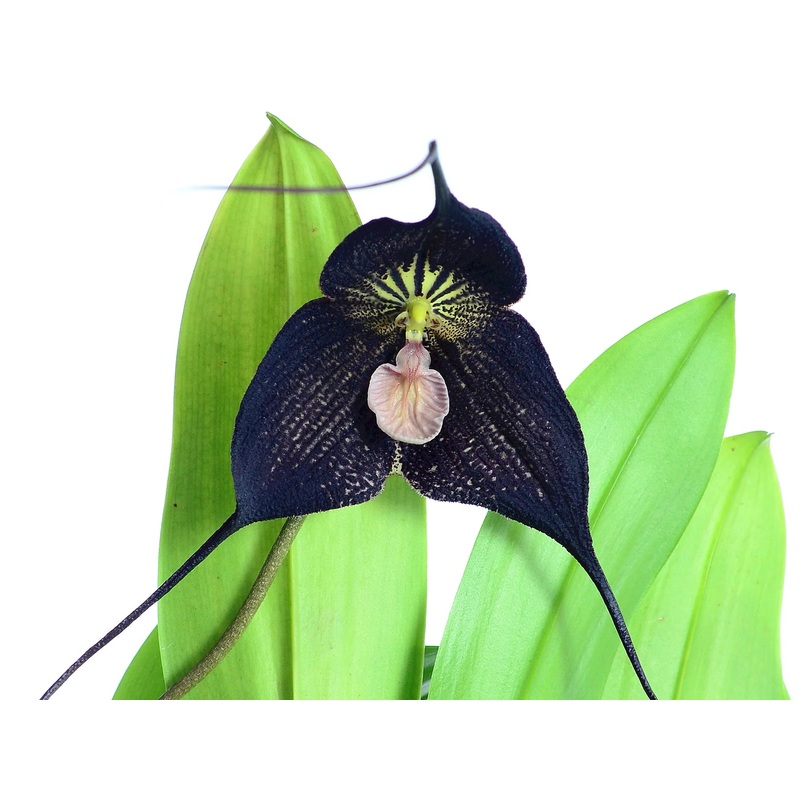 Dracula Raven ‘Ivan’