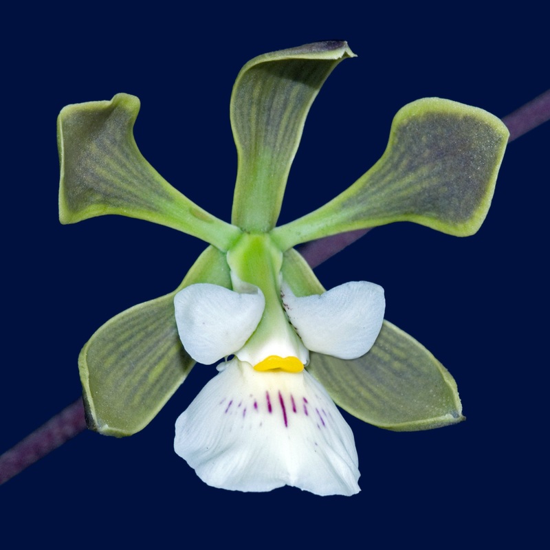 Encyclia naranjapatensis