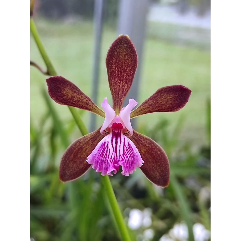 Encyclia phoenicea ‘Ecuagenera’