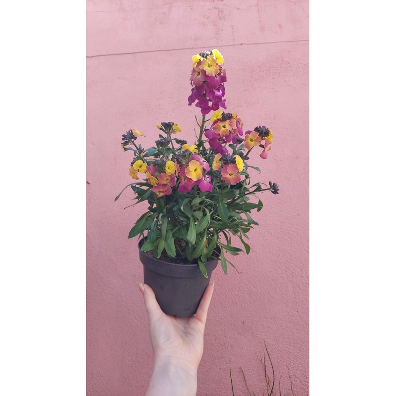 Erysimum ‘Leya Orange Purple Glow’