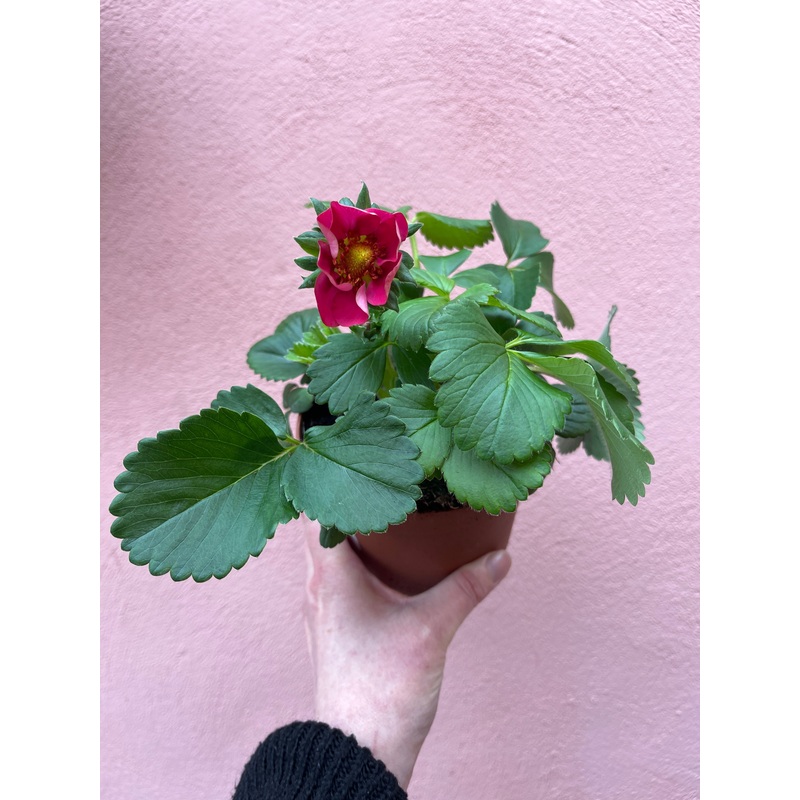 Fragaria ‘Toscana’ – ornamental edible strawberry