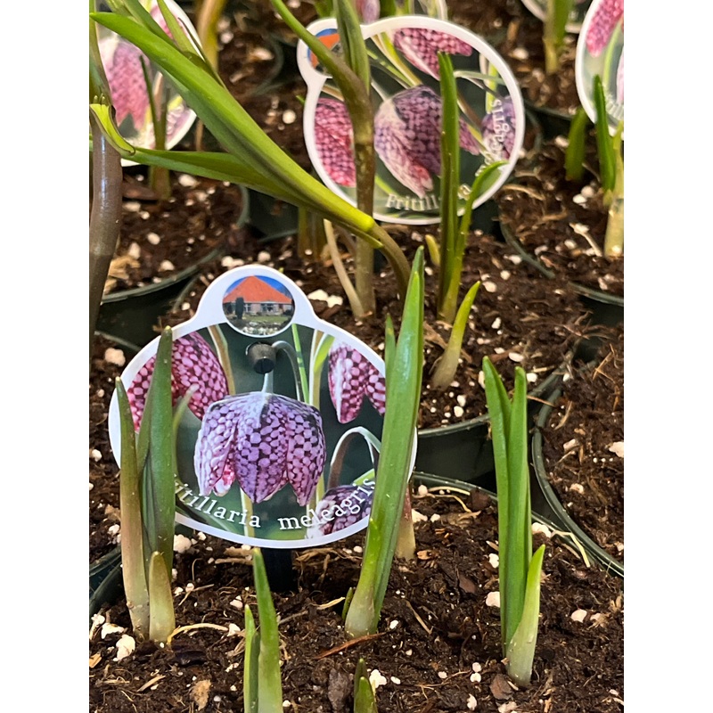 Fritillaria A Lucse Meleagris- snake’s head fritillary