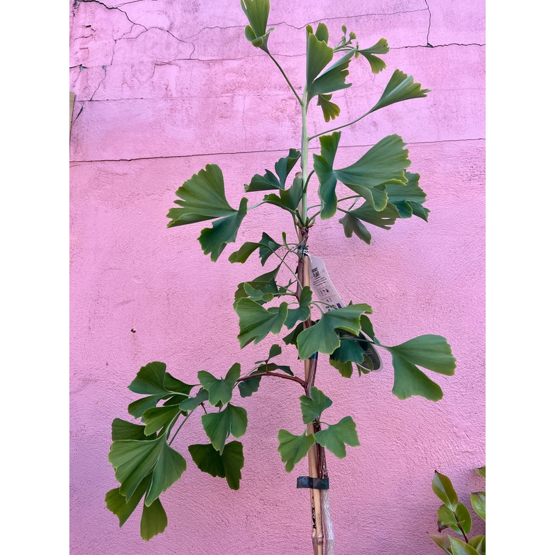 Ginkgo biloba maidenhair tree