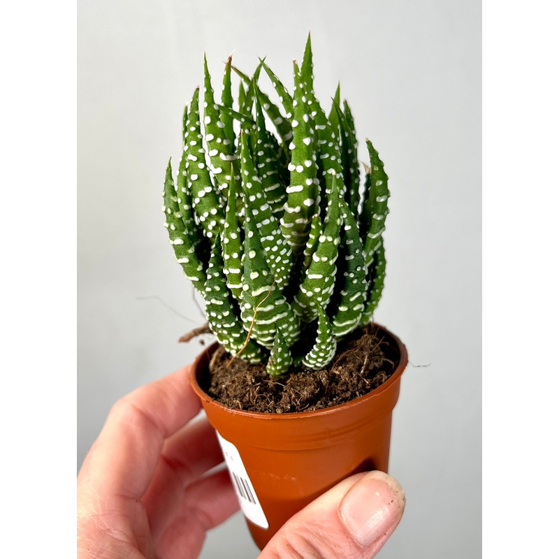 Haworthia Superfaciata|7cm
