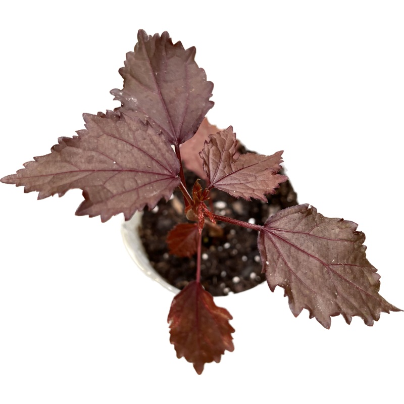 Hibiscus acetosella ‘African Rose’