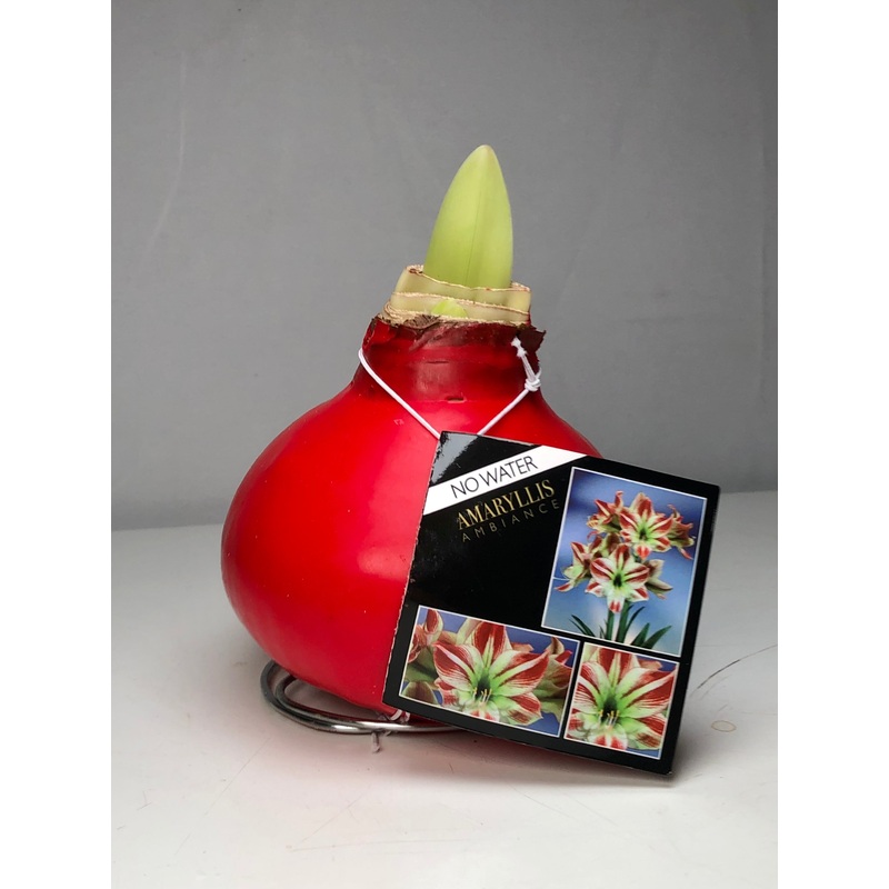 Hippeastrum- Amaryllis bulb