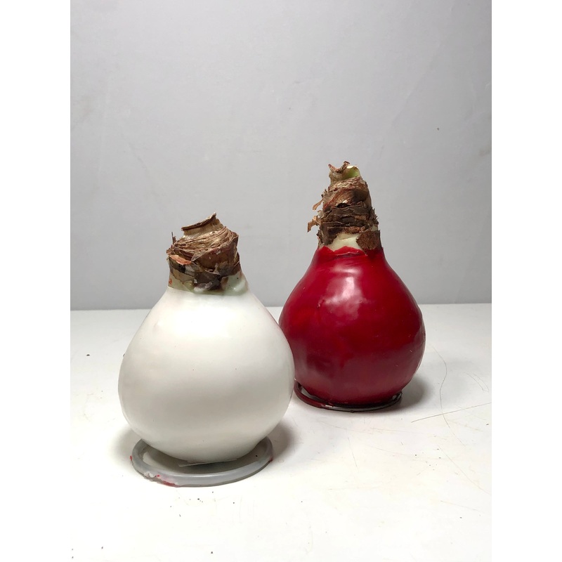 Hippeastrum- Amaryllis bulb mix