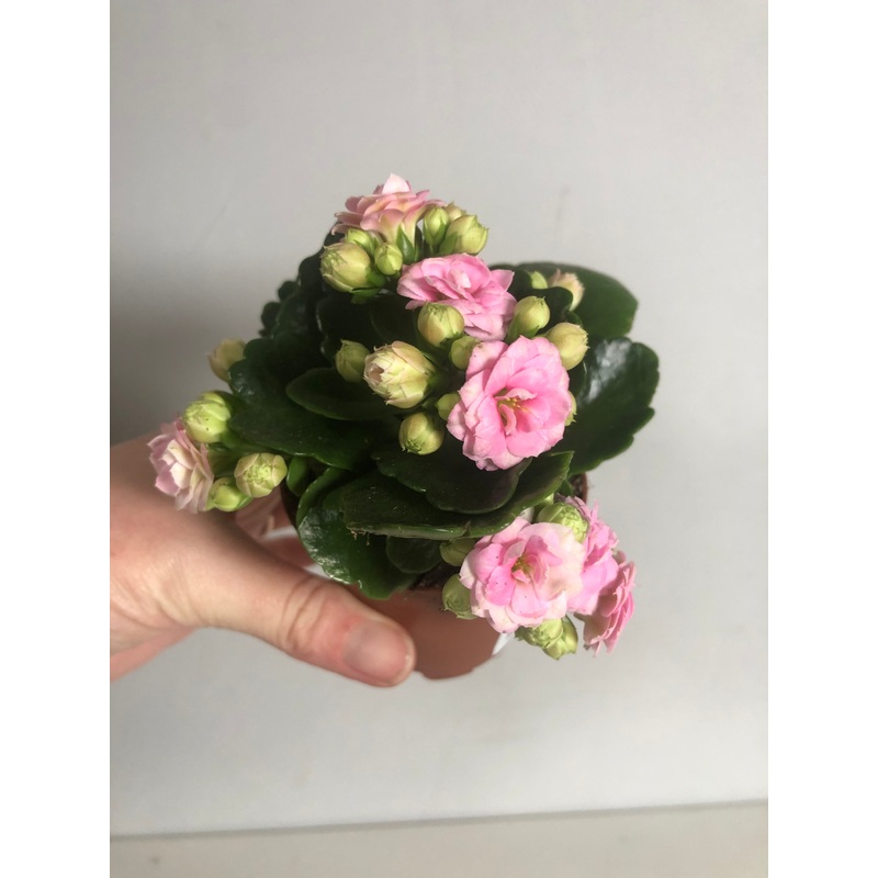 Kalanchoe Perfect Pink|7cm cm